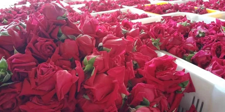 100/250/500g Pure Natural Rose Petal Bath Real Flower Bath Foot Bath Hot Spring Homestay Milk Bubble Bath Foot Bath Health Bath