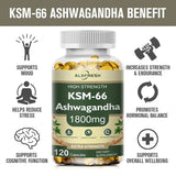 Ashwagandha Capsules Support Antioxidant Lipid-lowering Stress-relief Improve Sleep Enhance Immunity Increase Energy and Focus