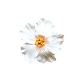 Headwear Hawaiian Flower Hair Clips Side Bangs Clip Hair Accessories Artificial Flower Clips Suitable Vacation Beach Parties
