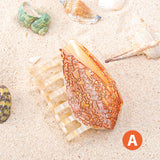 1 piece personalised Hebrew Cone Shell and a Textile Cone shell hair claw for sumer holiday