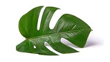 Sustainable Beauty